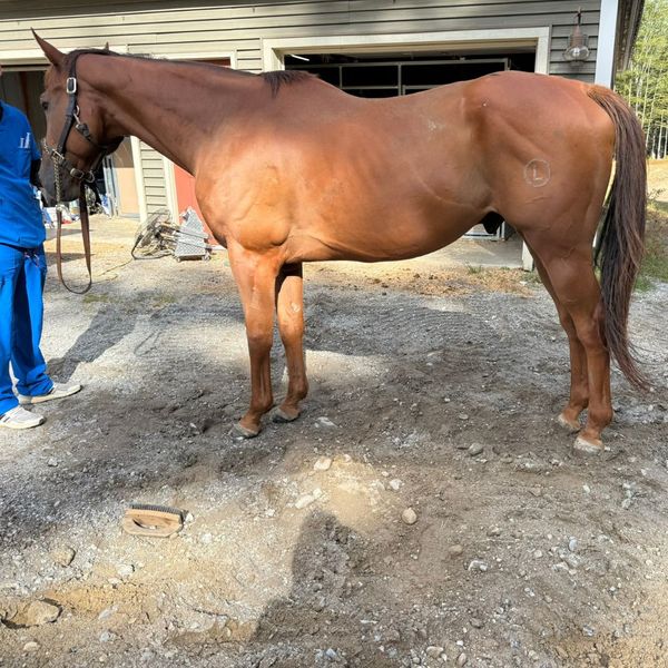 Understanding the Equine Lameness Scale 2.jpg