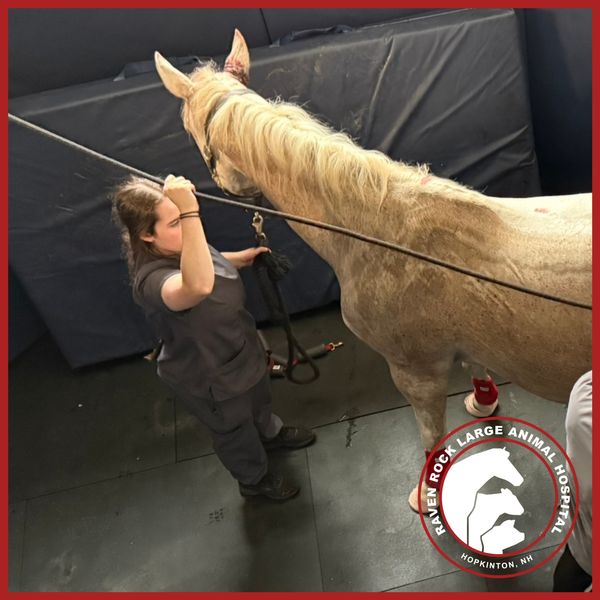 Veterinary Technician with a horse Veterinary Technician with a horse