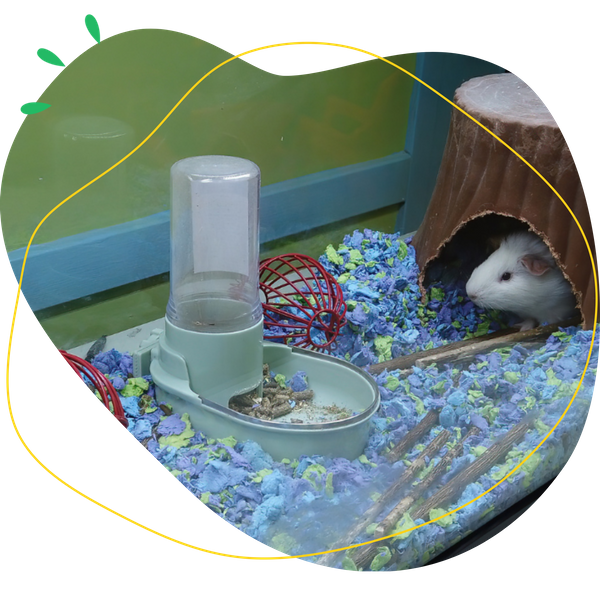 Guinea Pig