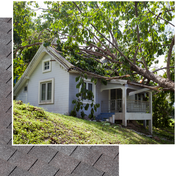 fallen tree on a house