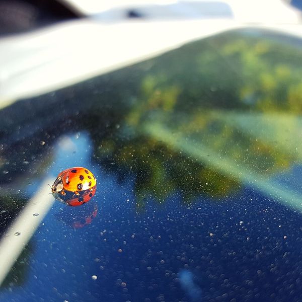 lady bug on windshield