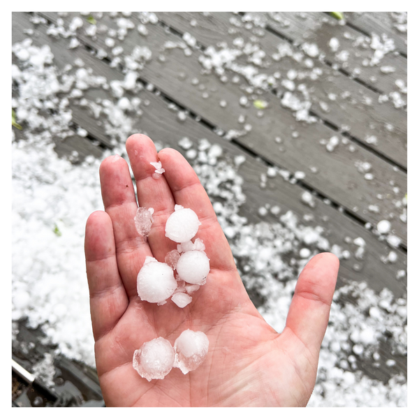 person holding pieces of hail. 