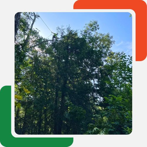 A person in a high-visibility shirt is positioned high up in the dense green canopy of a large tree, working on its branches. A person in a high-visibility shirt is positioned high up in the dense green canopy of a large tree, working on its branches.