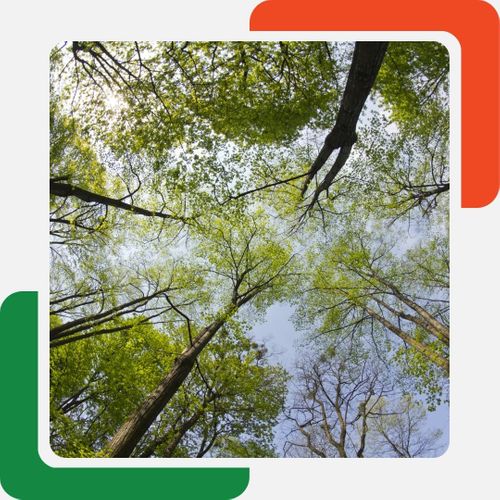 a forest canopy Kennesaw GA Tree Removal (2).jpg