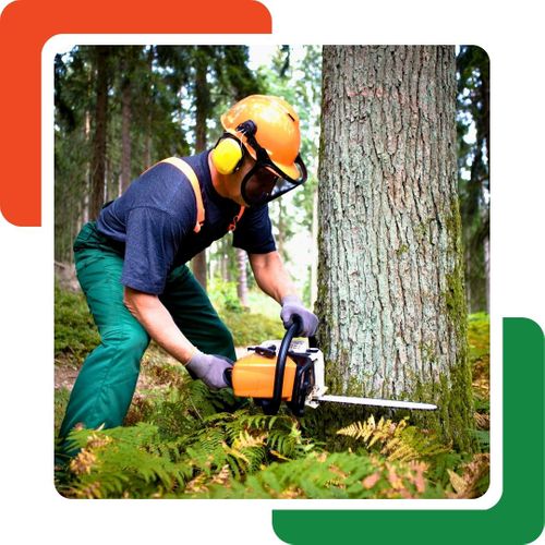 cutting down a tree with a chainsaw cutting down a tree with a chainsaw