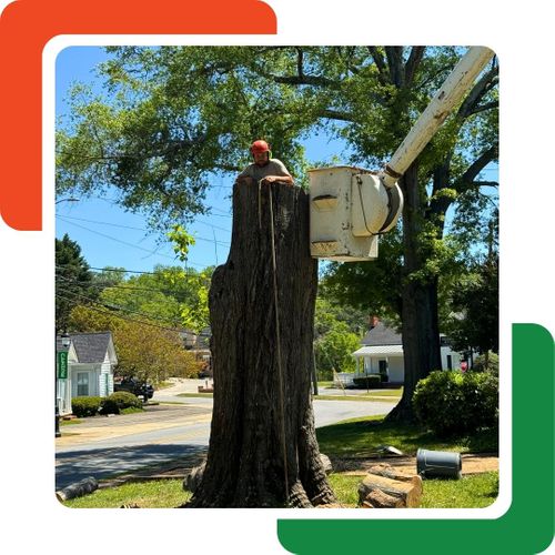 crew member standing in a cut tree with hollow interior crew member standing in a cut tree with hollow interior