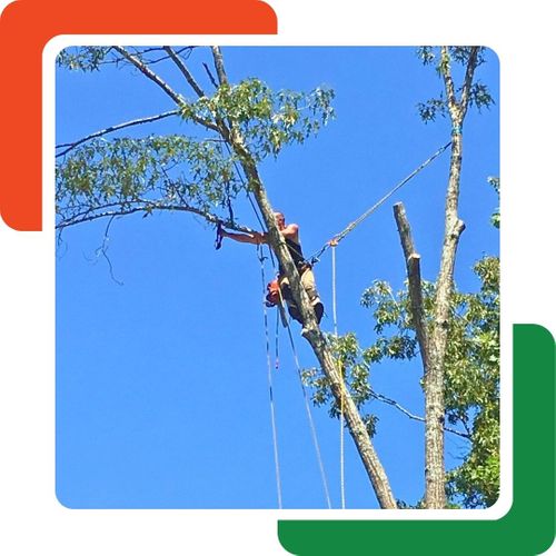 A tree worker is suspended by ropes high in the branches of a tree, holding a chainsaw. A tree worker is suspended by ropes high in the branches of a tree, holding a chainsaw.