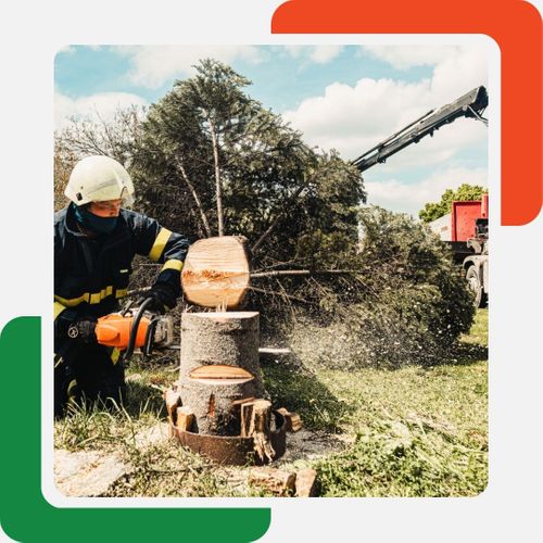 cut down a tree with a chainsaw cut down a tree with a chainsaw