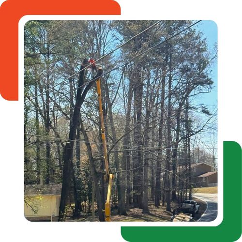 A tree worker is elevated in a yellow boom lift next to the upper trunk of a tall tree. A tree worker is elevated in a yellow boom lift next to the upper trunk of a tall tree.