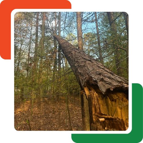 A large, thick tree trunk lies diagonally in a forest, broken cleanly near its base with splintered wood visible. A large, thick tree trunk lies diagonally in a forest, broken cleanly near its base with splintered wood visible.