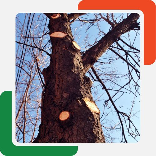 a tree with branches cut off White GA Tree Removal (2).jpg