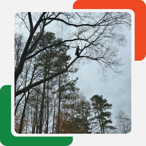 A tree worker is perched high in the bare branches of a large tree against a cloudy sky. The worker is wearing safety gear and appears to be in the process of pruning or removing branches. A tree worker is perched high in the bare branches of a large tree against a cloudy sky. The worker is wearing safety gear and appears to be in the process of pruning or removing branches.