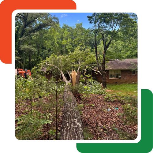 A large tree has fallen in the front yard of a brick house, splitting in two near its base. The top portion of the tree lies across the yard, with some branches extending towards the house. Debris and leaves are scattered on the ground. A large tree has fallen in the front yard of a brick house, splitting in two near its base. The top portion of the tree lies across the yard, with some branches extending towards the house. Debris and leaves are scattered on the ground.