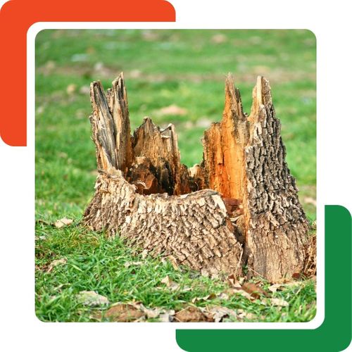 a jagged stump Roswell GA Tree Removal (3).jpg