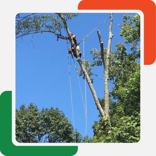 tree trimming high up in the air tree trimming high up in the air
