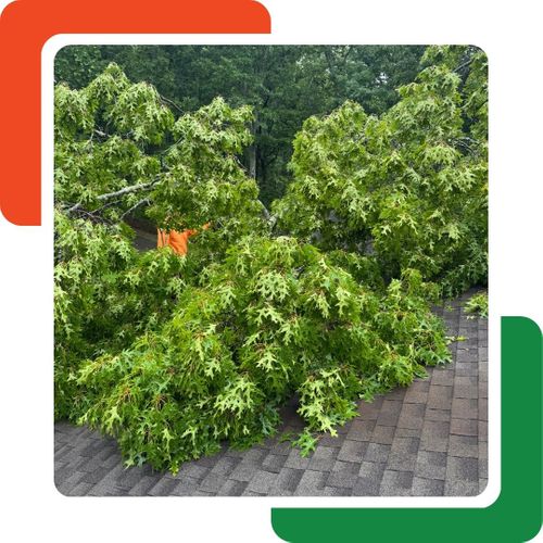 Large, leafy tree branches are sprawled across a shingled residential roof. Large, leafy tree branches are sprawled across a shingled residential roof.
