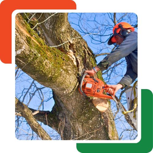 a worker cutting the branch of a tree Roswell GA Tree Removal.jpg
