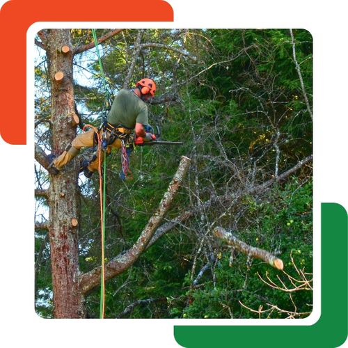 a worker cutting off a tree branch Kennesaw GA Tree Removal.jpg