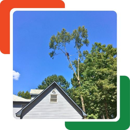 A tree worker is high in a partially de-limbed tree, secured by ropes, with green foliage remaining on the upper branches. A tree worker is high in a partially de-limbed tree, secured by ropes, with green foliage remaining on the upper branches.
