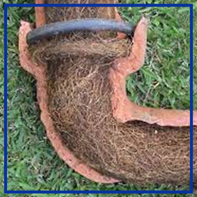 image of tree roots in a pipe