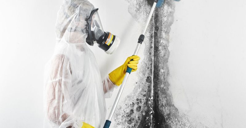 Mold 101: What You Need to Know About Mold Remediation