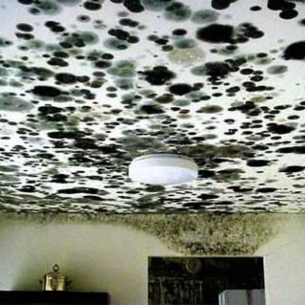 Mold on the ceiling