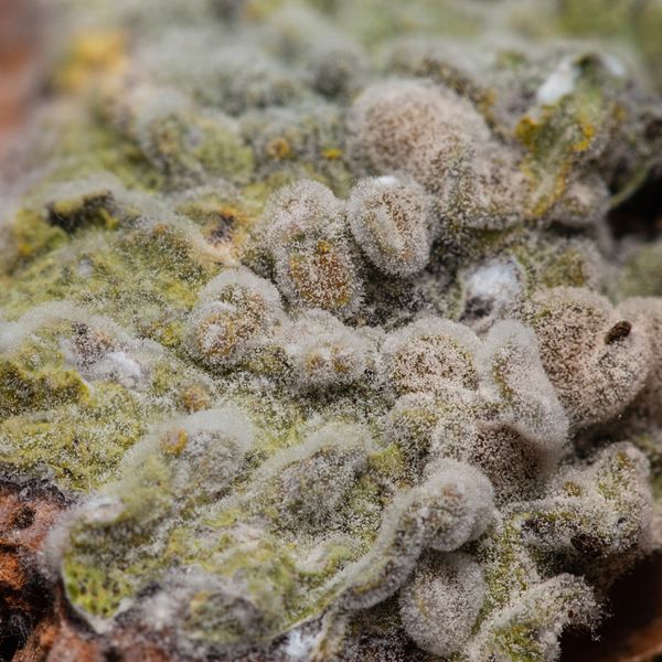 Close-up of mold