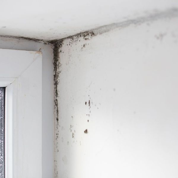 The Cost of Ignoring Mold_ Why Immediate Remediation Is Crucial-image1.jpg