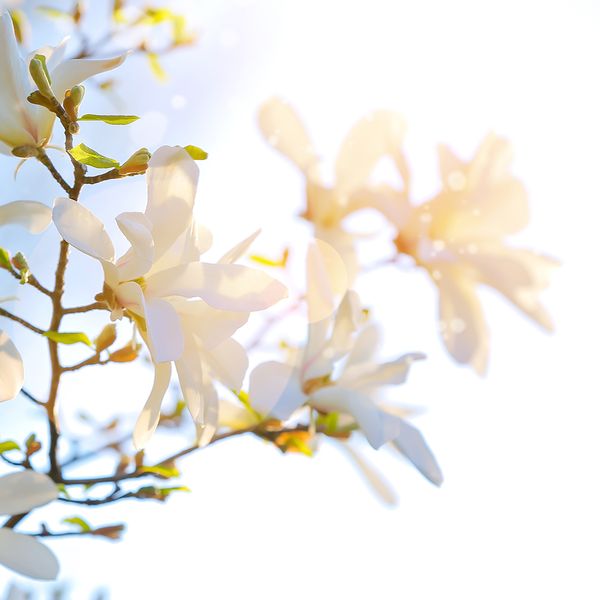 AdobeStock_481438699.jpeg