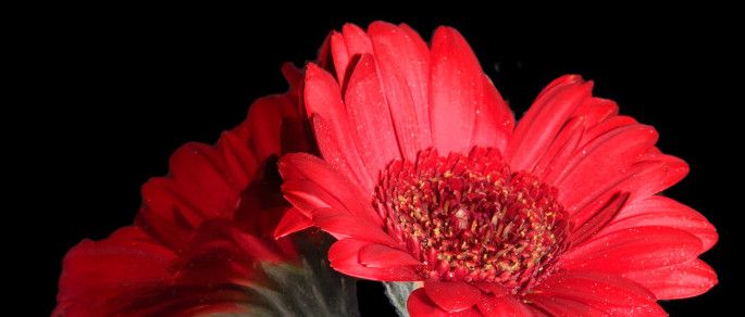 red-flower_t20_GGvrA0.jpg