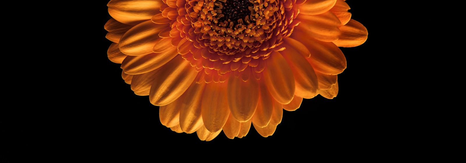 flowers-on-the-black-background-2021-08-26-15-35-11-utc.jpg