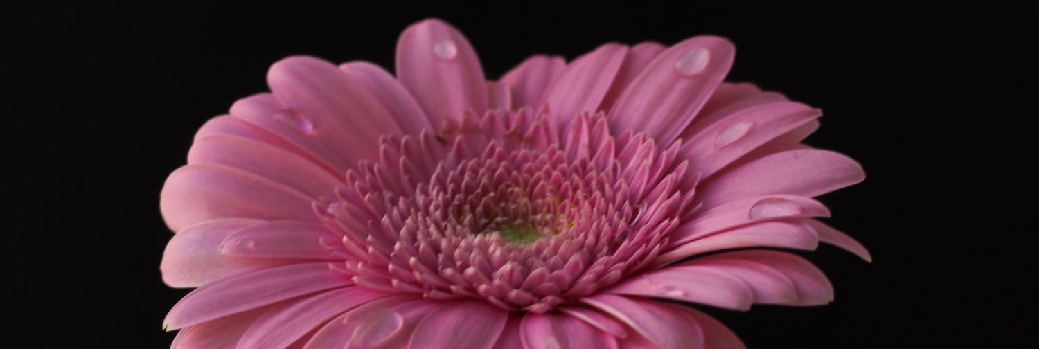pink-flower-on-a-black-background-2021-08-31-06-07-37-utc-2.jpg