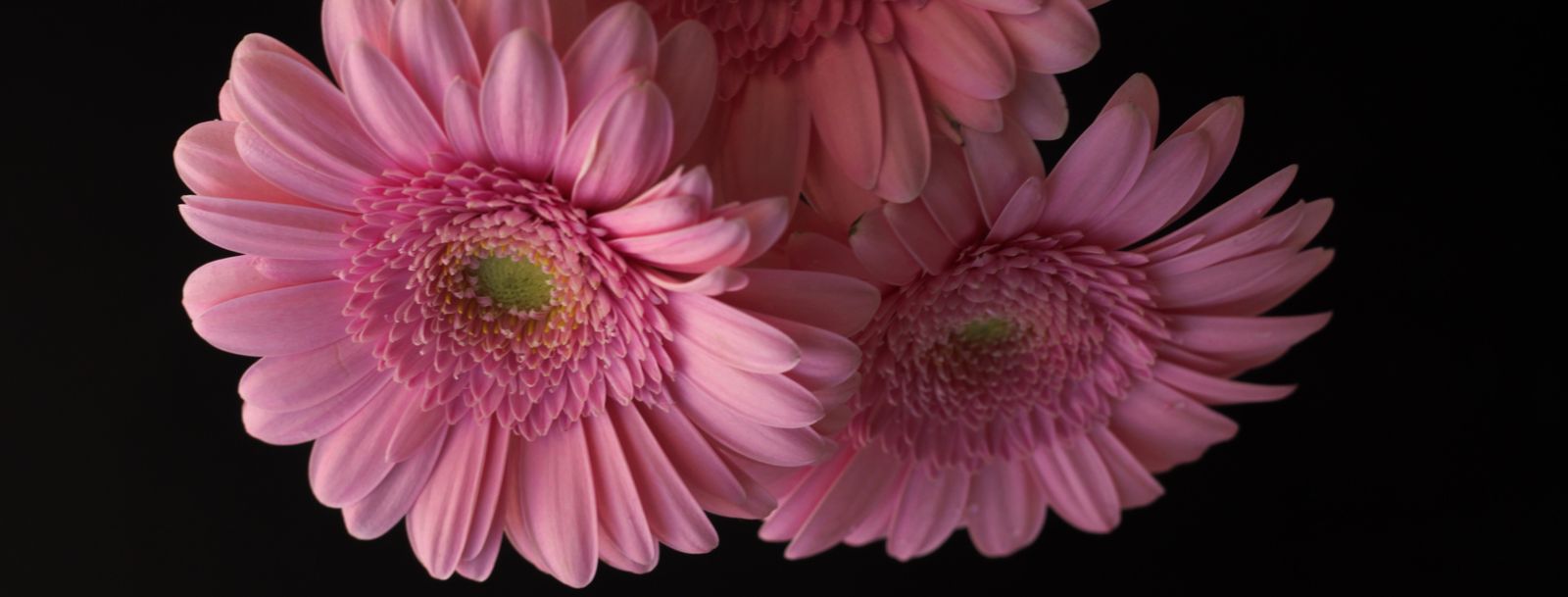 pink-flowers-on-a-black-background-2021-08-31-06-07-37-utc.jpg
