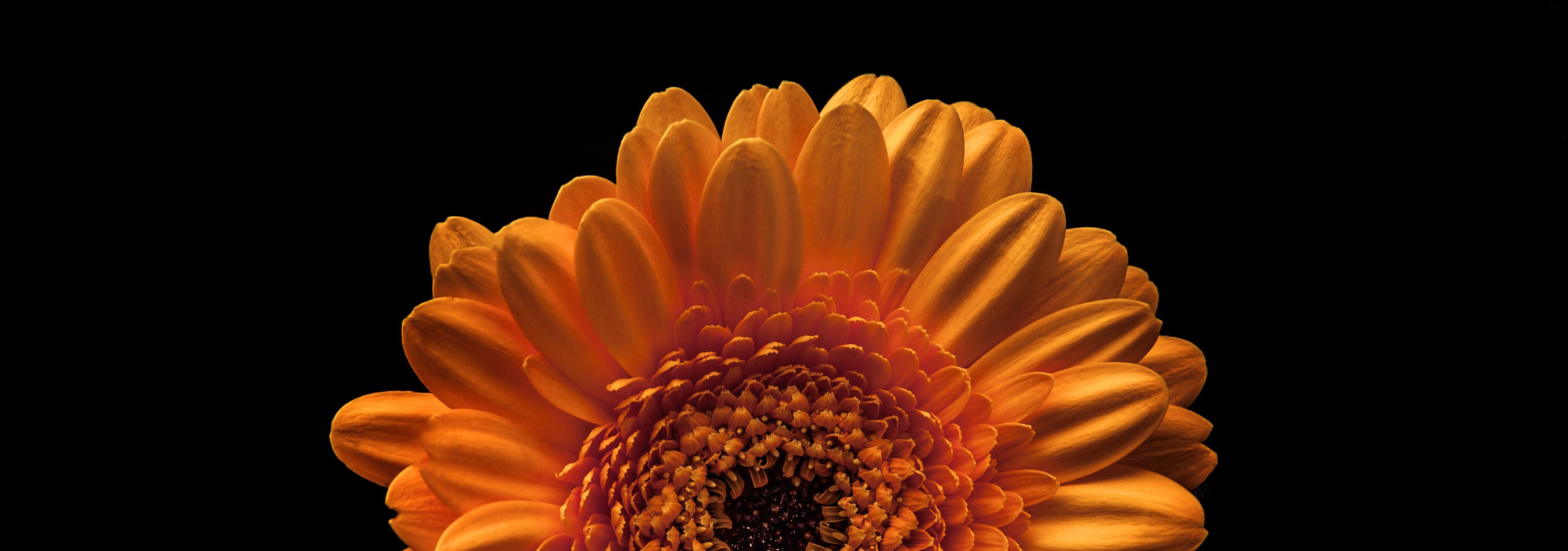 flowers-on-the-black-background-2021-08-26-15-35-11-utc.jpg