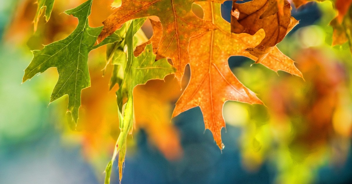 ftd-image-how-to-prepare-your-furnace-for-fall-and-winter.jpg