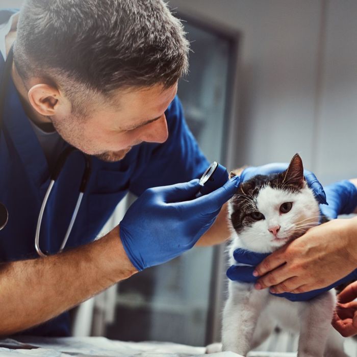 A Veterinarian checking a cat's ears