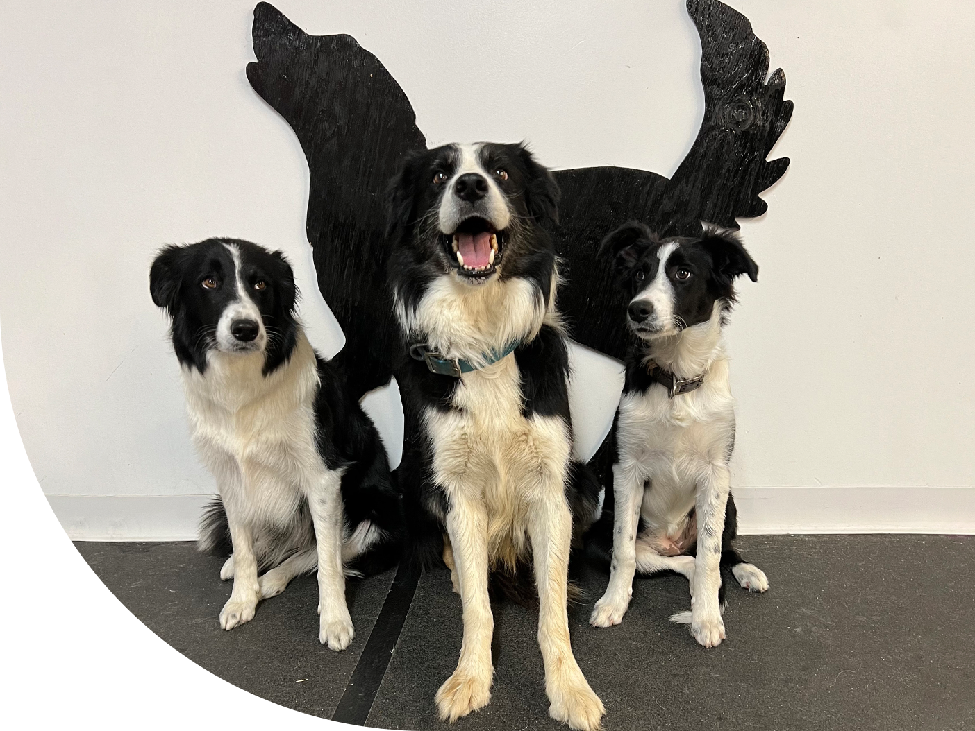 three dogs posing for the camera