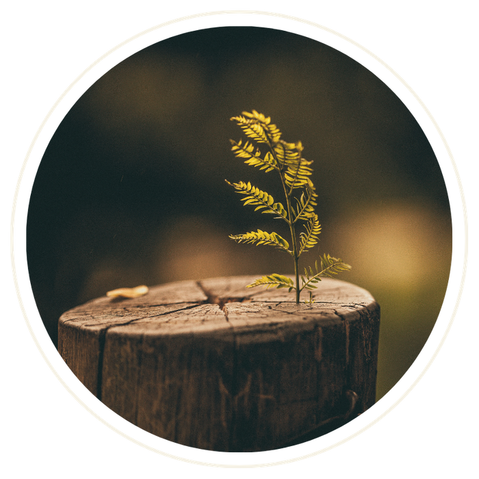 Stumps2.png