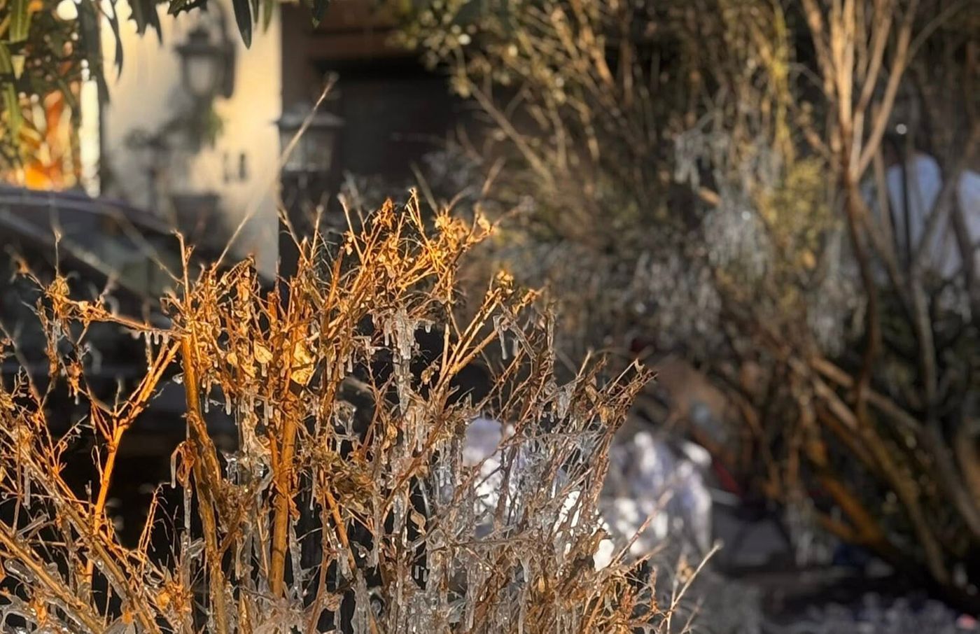 frozen plants 4 - Edited.jpg