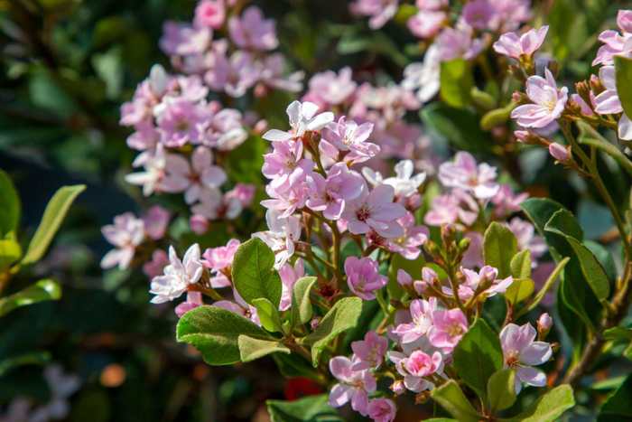 indian hawthorn2.jpeg