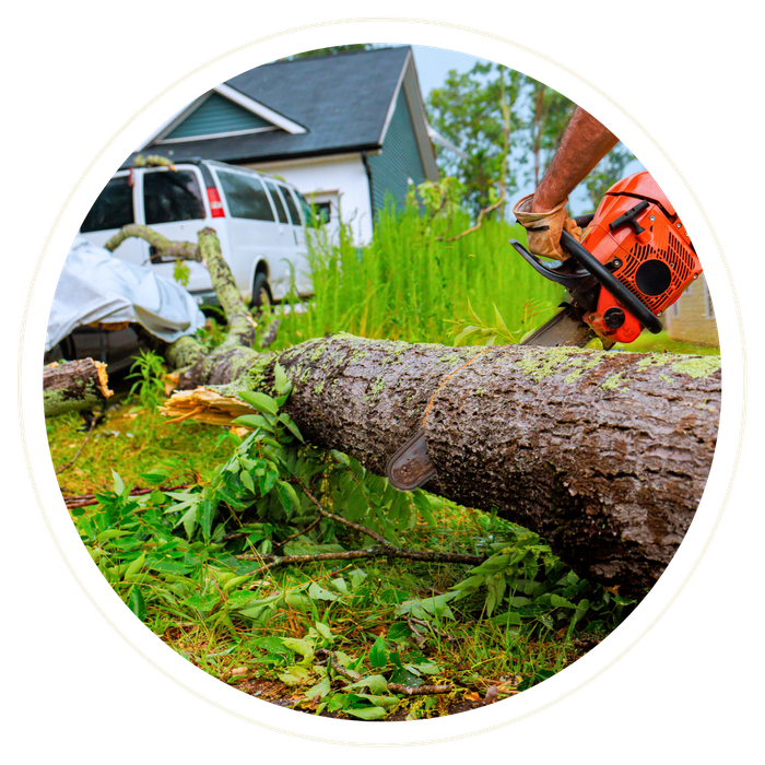 Longwood - Image 2.png