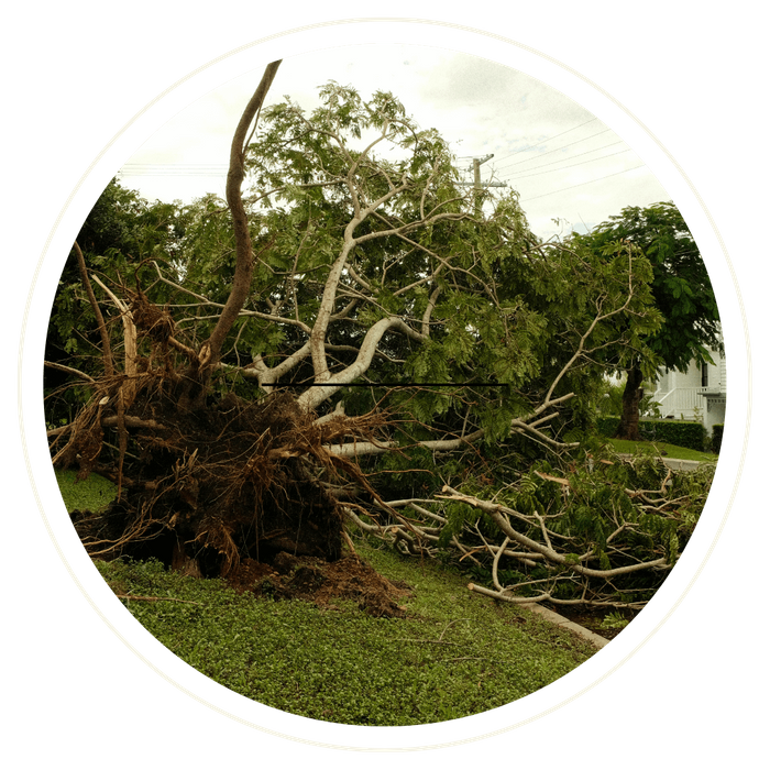 a tree puled up from the roots from a storm Orange - Image 1.png