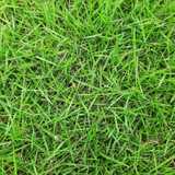 Zoysia Sod Zoysia Sod