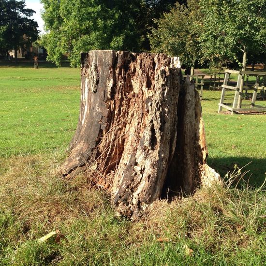Stump 6.jpg