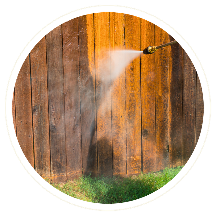 Poinciana - Image 4.png