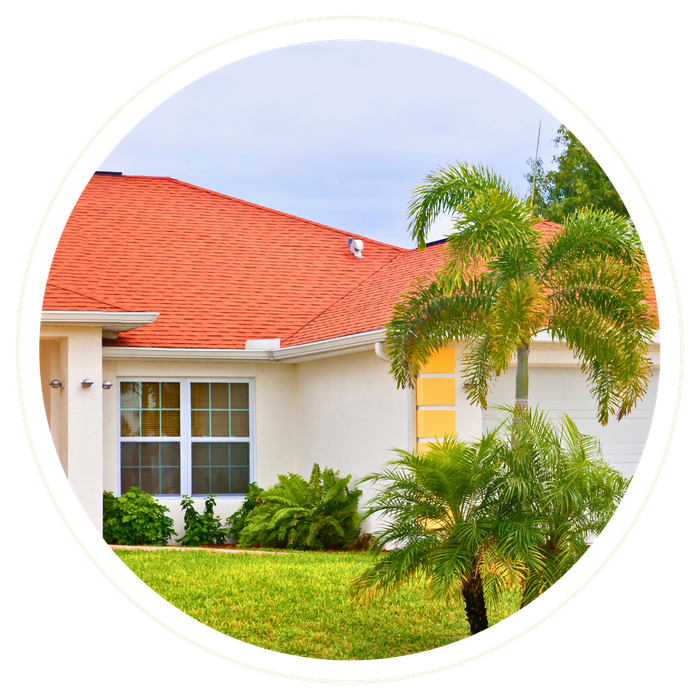 Poinciana - Image 1.png