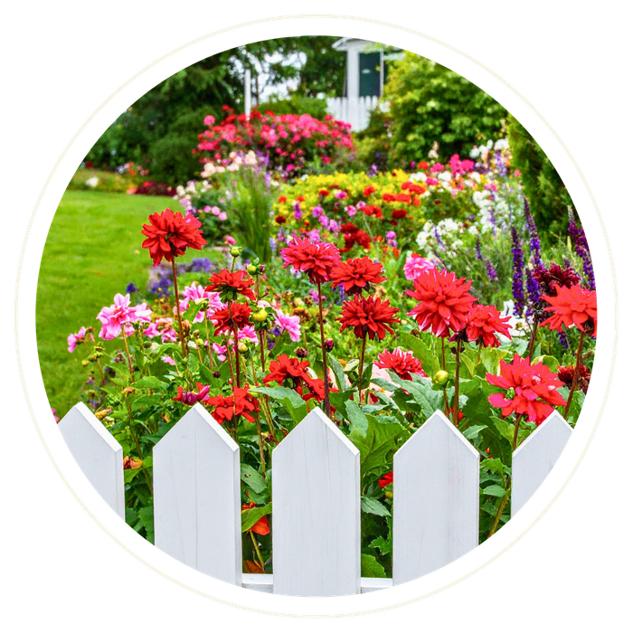 Poinciana - Image 3.png