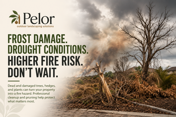 Central Florida Brushfire Risk After Heavy Rain: Why Frost-Damaged Landscaping Should Be Cleared Now