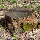 Stump 5.png