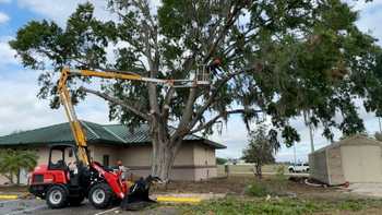 Storm Tree Trimming Preparation